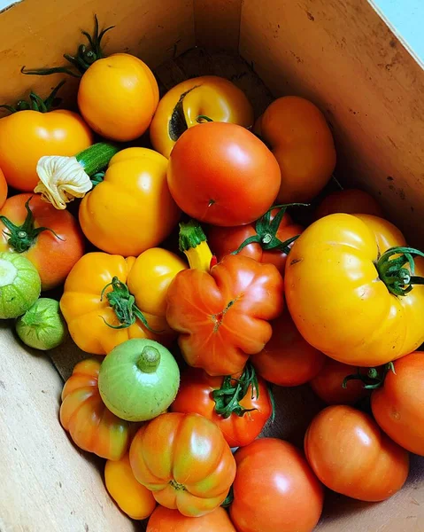 multicolored tomatoes, a box of harvested vegetables, small round courgettes, harvested from your own garden, yellow tomatoes