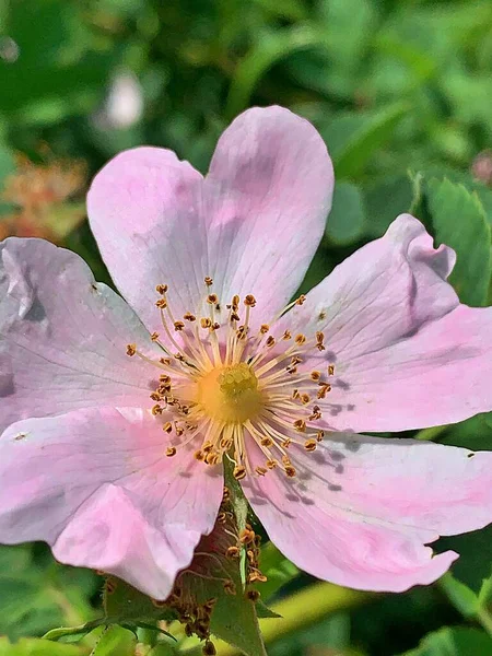 大きなバラの花びら 繊細なピンク色 バラのクローズアップ 満開のバラの花 植物の真ん中の花粉や雄蕊 — ストック写真