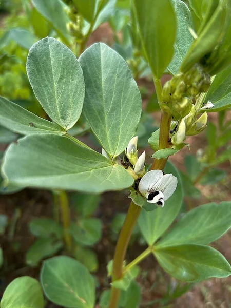 flowering broad bean plant, white broad bean flowers, blooming broad bean, plants in the garden, broad bean bush