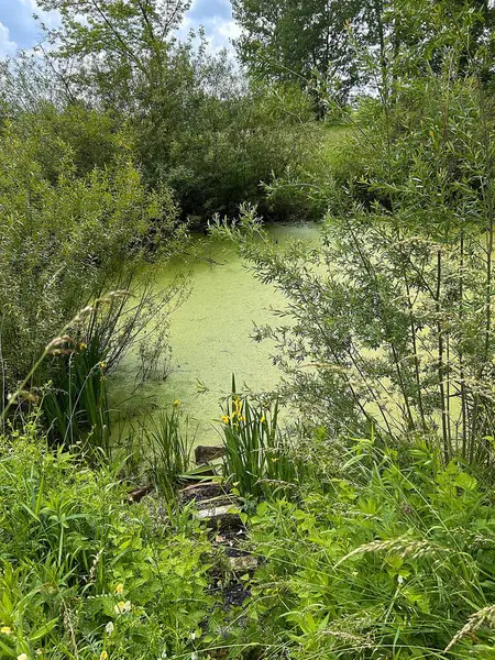 野生の茂み 水と池 水につながるステップ 野生の池 緑と自然の周りの黄色の虹彩 — ストック写真