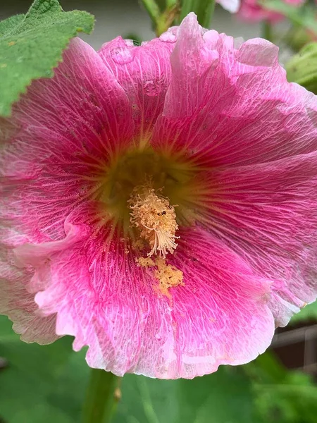 Pink Hollyhock Large Flower Full Bloom Pollen Mallow Flower Summer — Stock Photo, Image