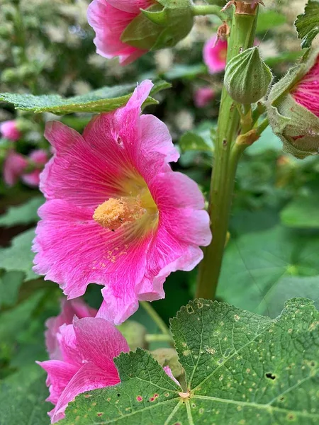 ピンクのモロー 満開の大きな花 モローの花の花粉 夏のモローの花 モローの花の小枝 — ストック写真