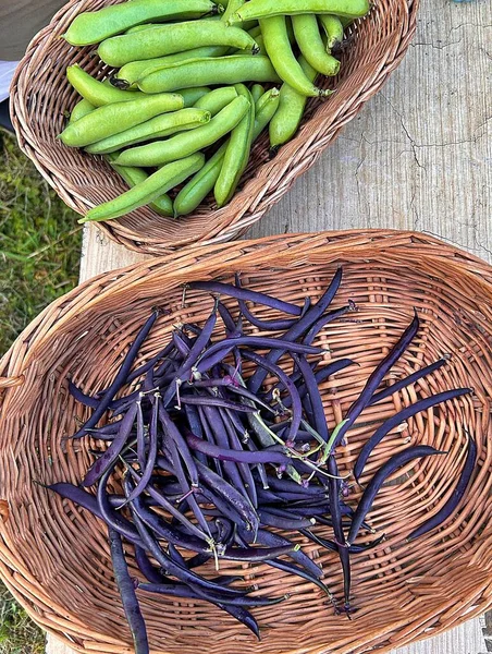 Cosecha Parcela Verduras Del Jardín Judías Verdes Púrpura Habas Jóvenes — Foto de Stock