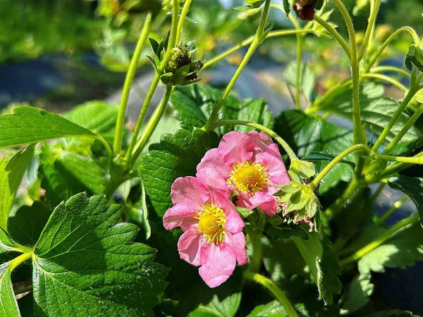 Virágzó Eper Bokrok Eper Virágok Rózsaszín Szirmok Eper Virágok Virágágyások — Stock Fotó