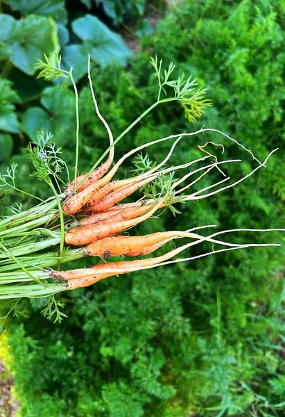 Young Carrots Harvested Plot Small Carrots Greens Vegetable Garden Young — Stock Photo, Image