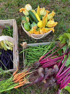 Renkli sebzeler, bahçeden hasat, taze kırmızı pancarlar, küçük havuçlar, kabak çiçekleri, renkli yeşil fasulyeler, sebzeli sepetler.