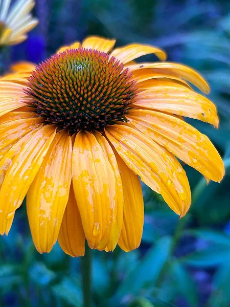 Жовта Ехінація Жовта Квітка Квітучі Літні Квіти Пелюстки Пилок Великі — стокове фото