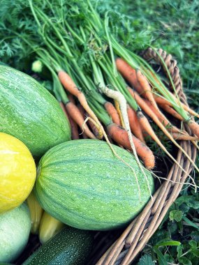Bahçeden sebzeler, otlardan hasat, yeşil fasulyeler, taze havuçlar, küçük kabaklar, sebzeli sepet, taze tahsis edilmiş sebzeler.