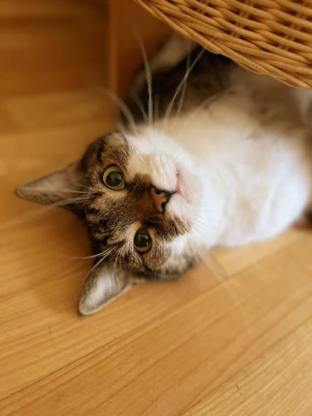 Kot Leżący Pod Wiklinowym Pufą Kot Leżący Plecach Kot Bawiący — Zdjęcie stockowe