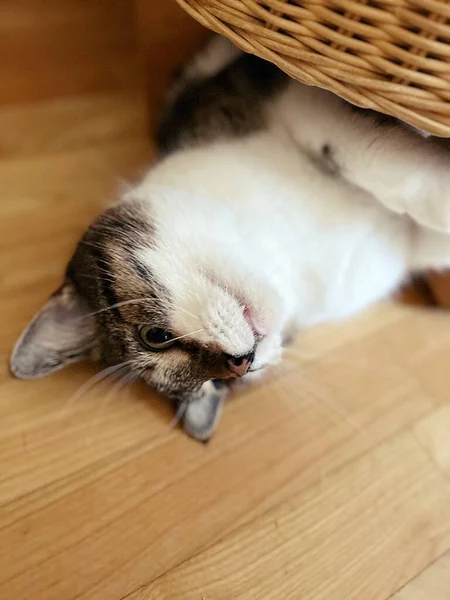 Kedi Hasır Pouffe Altında Yatıyor Kedi Sırtüstü Yatıyor Kedi Oyunu — Stok fotoğraf