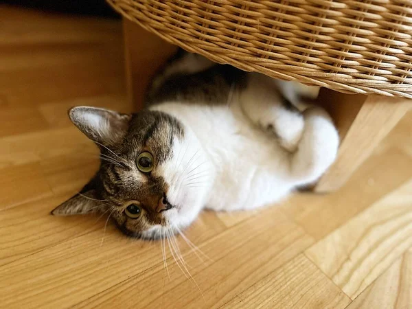Kot Leżący Pod Wiklinowym Pufą Kot Leżący Plecach Kot Bawiący — Zdjęcie stockowe