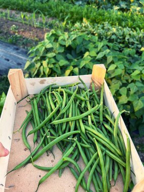 Araziden fasulye topluyorum, yeşil fasulye, bahçede sebzeler, yaz sebzeleri, bahçeden hasatla dolu kutu.