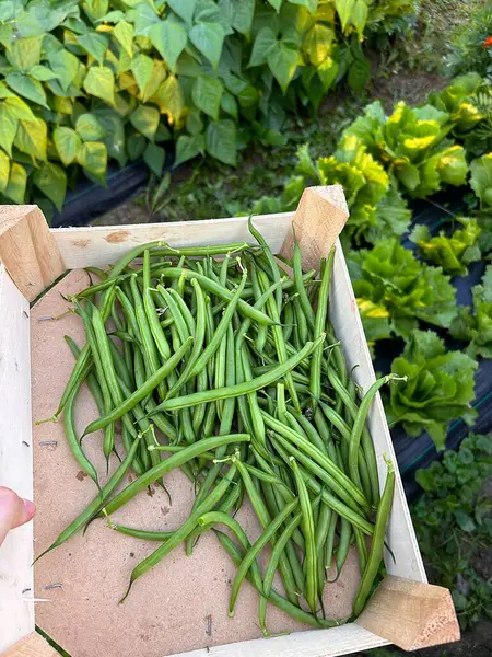 picking beans on the plot, green string beans, vegetables in the garden, summer vegetables, box with harvest from the garden