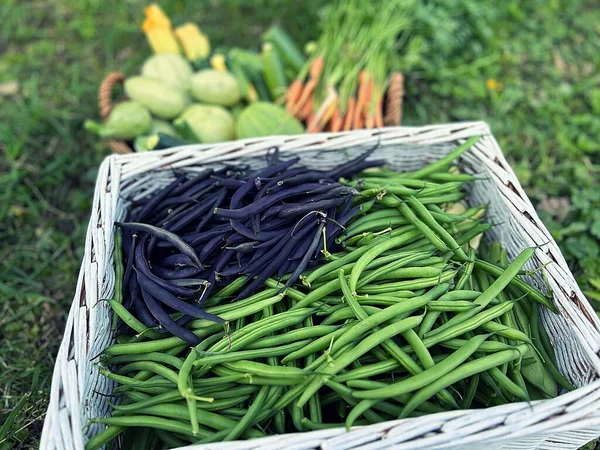Recoger Frijoles Parcela Judías Verdes Verduras Jardín Verduras Verano Caja — Foto de Stock