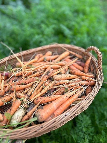small carrots harvested in the garden, basket with fresh carrots, vegetables harvested in the garden, summer produce, harvesting carrots, carrots soile