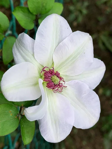 白いクレマチス 咲くクレマチス 花粉と茎 フルブルームの花 — ストック写真