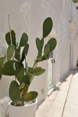 Beyaz bir tencerede büyük bir kaktüs, beyaz bina duvarları, parlak evler, yayılan kaktüs, sulu bitki, dikenli bitki.
