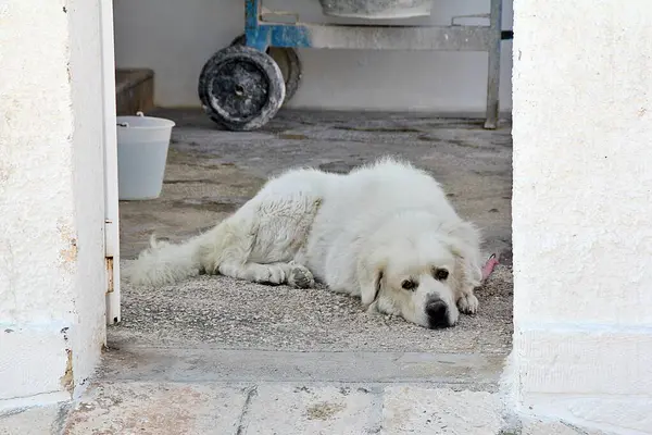 big white dog resting by the house, large dog, pet, dog at the gate of the house