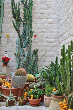 Binanın köşesinde çeşitli kaktüsler, saksılarda kaktüsler, kürdana yapışmış limon kabukları.