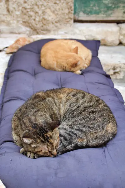 two sleeping cat, brown and ginger cat, cats on purple pillow, domestic cats resting outdoors