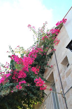 Bahçedeki güzel çiçekler