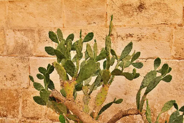 large cactus, overgrown cactus plant, cactus on the background of a building wall, succulent plant