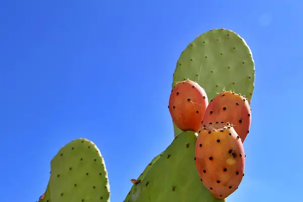 large cactus, prickly pear fruits, ripe cactus fruits on the plant, cactus spines