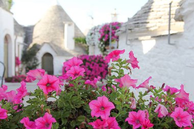 İtalyan kasabasında dar bir sokak, beyaz evler, beyaz şehir, beyaz taş binalar, Alberobello kasabası, İtalya, evin yanına yerleştirilmiş bitkiler, pembe petunyalar, trulli evler.