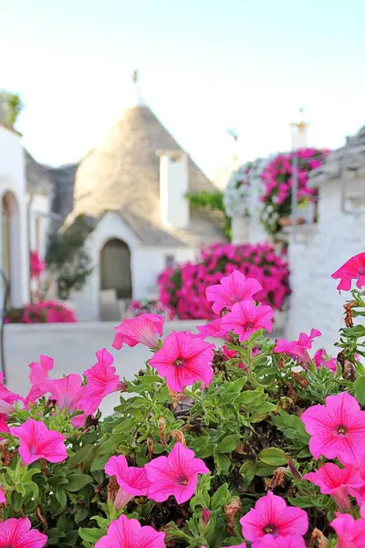 İtalyan kasabasında dar bir sokak, beyaz evler, beyaz şehir, beyaz taş binalar, Alberobello kasabası, İtalya, evin yanına yerleştirilmiş bitkiler, pembe petunyalar, trulli evler.
