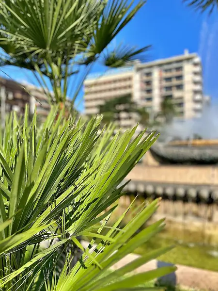 palm trees, palm leaves, palm tree against the background of a fountain and buildings, Mediterranean climate