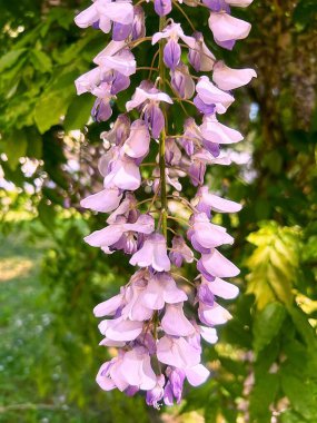 Pembe salkım, bahar çiçekleri, sallanan çiçek kafiyeleri, sallanan salkım salkımları, Mayıs çiçekleri, salkım ağacı.