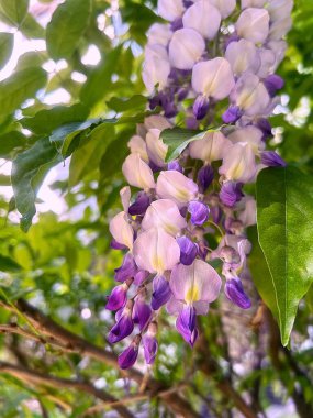 Pembe salkım, bahar çiçekleri, sallanan çiçek kafiyeleri, sallanan salkım salkımları, Mayıs çiçekleri, salkım ağacı.