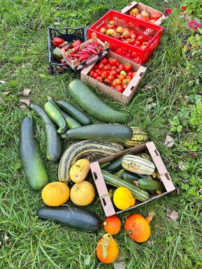 Bahçeden hasat, arsada toplanan sebzeler, çeşitli boyutlarda kabaklar, kutularda domatesler, yeşil çimenler, kırmızı biberler, balkabakları.