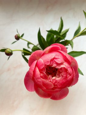 Pembe şakayık, somon şakayığı, çiçek açan, şakayık yaprağı, çiçek açan polen