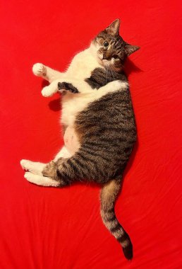 Kırmızı arka plandaki kedi, büyük dachshund kedisi, kahverengi ve beyaz kedi, evcil hayvanlar