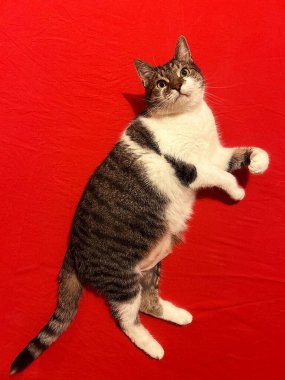 Kırmızı arka plandaki kedi, büyük dachshund kedisi, kahverengi ve beyaz kedi, evcil hayvanlar