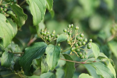 Yeşil ağaç, dalda olgunlaşan meyveler, olgunlaşmamış meyveler, ilkbahar, bitkiler