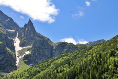 yüksek dağlar, Tatra Parkı, yeşil ağaçlar, mavi gökyüzü, doğal bitkiler, yeşil köşeler