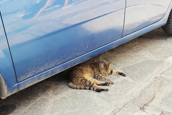 Uyuyan kedi arabanın altında, dinlenen kedi, uyuyan kedi, mavi araba