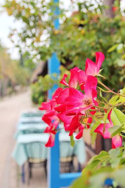 Meyhanenin arka planında kırmızı güller, dışarıda restoranların masaları, meyhanenin yanında yeşillikler ve çiçekler.