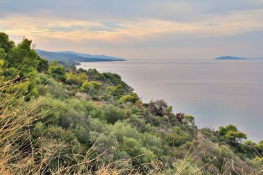  Denizin üzerindeki yamaçta zeytin ağacı, zeytin ağacı, Yunan manzarası
