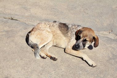 Büyük bej kahverengi köpek, yerde yatan köpek, evcil hayvanlar.