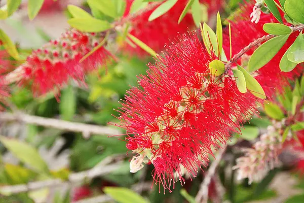 kırmızı çiçek, callistemon speciosus, callisten emon bitki, Akdeniz bitkisi