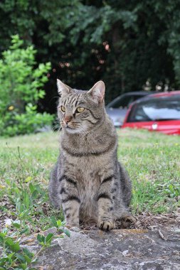 bej çizgili kedi, sarı gözlü kedi, oturan özenli kedi, evcil hayvanlar, kahverengi vahşi kedi
