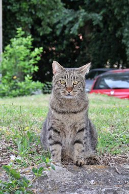 bej çizgili kedi, sarı gözlü kedi, oturan özenli kedi, evcil hayvanlar, kahverengi vahşi kedi