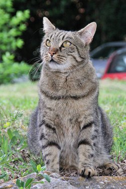 bej çizgili kedi, sarı gözlü kedi, oturan özenli kedi, evcil hayvanlar, kahverengi vahşi kedi
