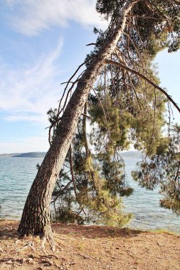Çam ağacı, deniz kenarında çam ağacı, eğri ağaç.