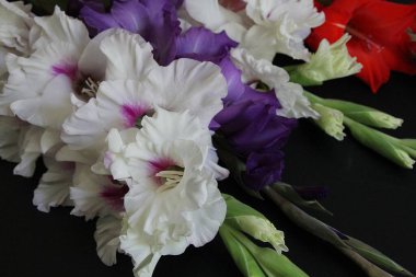 Renkli gladioli, koyu arkaplanda gladioli, bahçe çiçekleri.