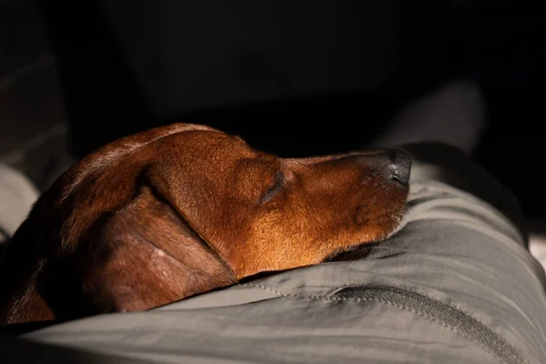 Brown Shorthaired Dachshund Cão Deitado Descansando Relaxado Perna Homem — Fotografia de Stock