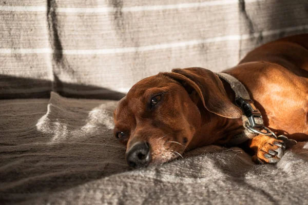 Brown Cabelos Curtos Cão Dachshund Deitado Com Expressão Triste Sofá — Fotografia de Stock